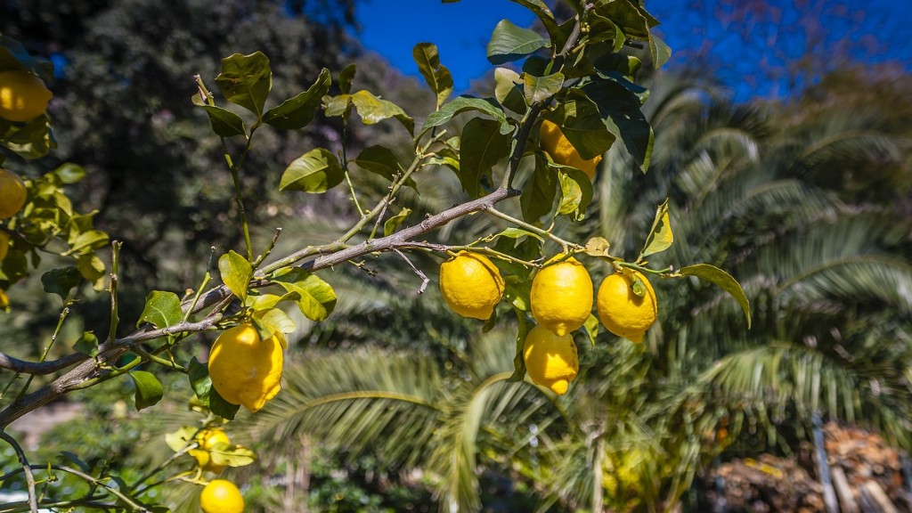 How often to water a lemon tree?