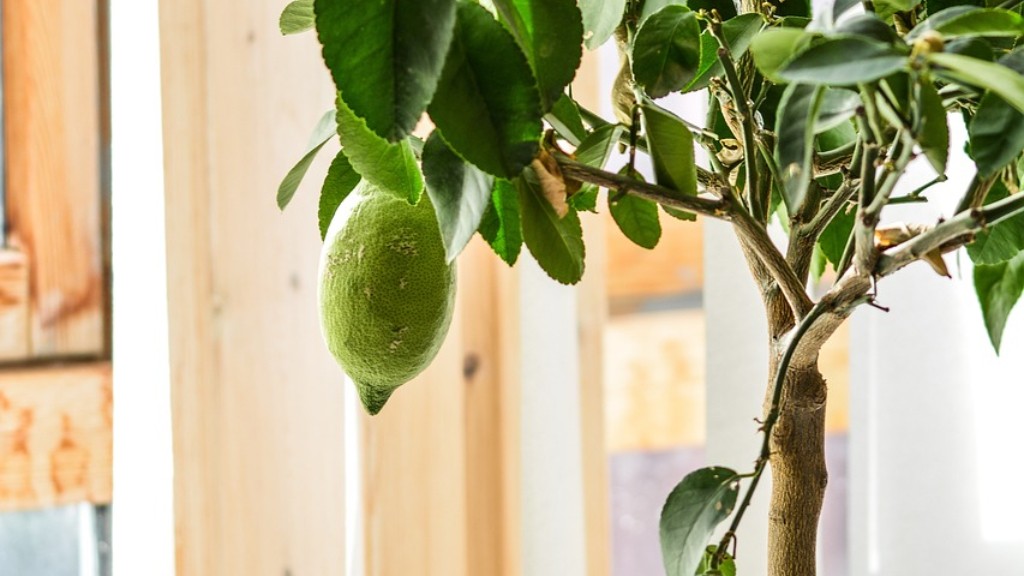 How to plant lemon tree from seeds?