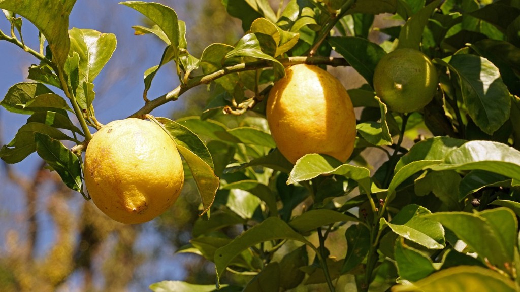Why My Lemon Tree Not Growing
