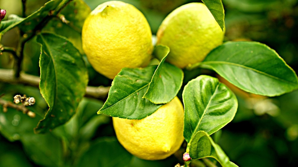 Is my lemon tree dead?