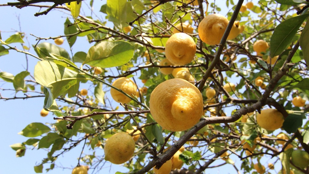 When Should A Lemon Tree Be Pruned