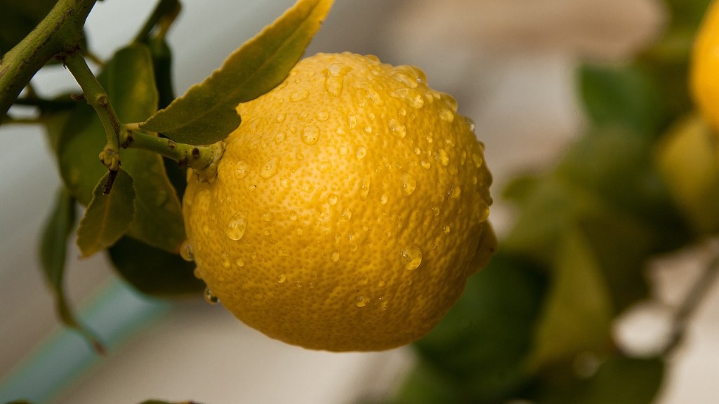 How Much Is A Mature Lemon Tree