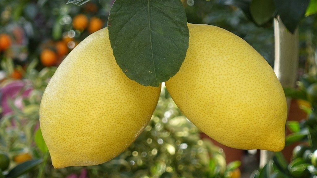 What To Plant Near Lemon Tree