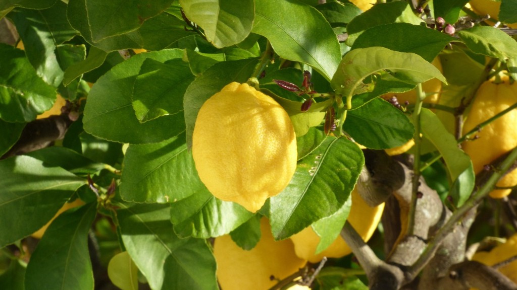 How to pot a lemon tree?