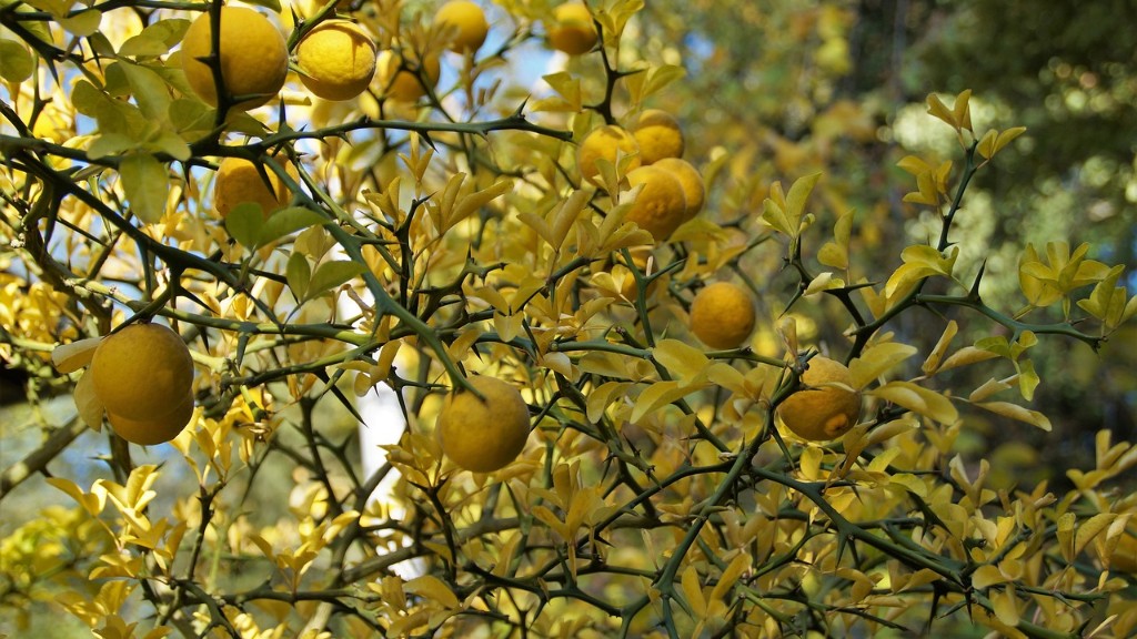 When Will My Meyer Lemon Tree Produce Fruit