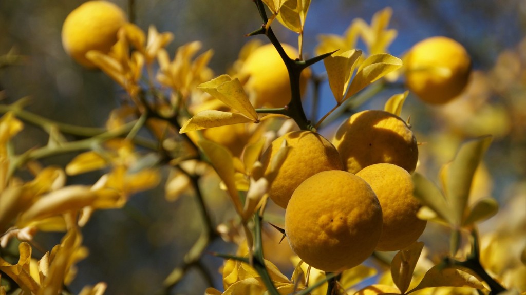 How Long Do Lemons Take To Ripen On The Tree