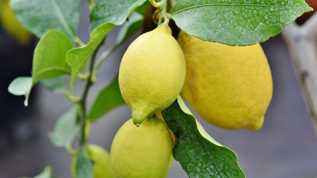 How to care for a lemon tree in a pot?