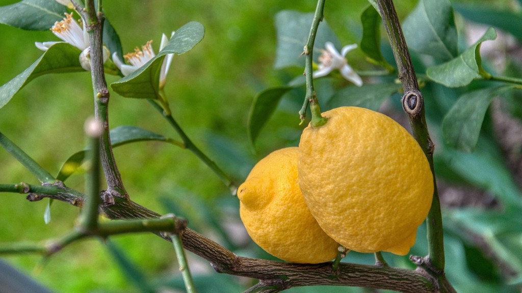 Can a lemon tree survive the winter?