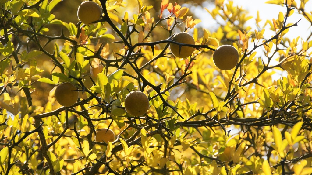 How To Kill Scale On Lemon Tree