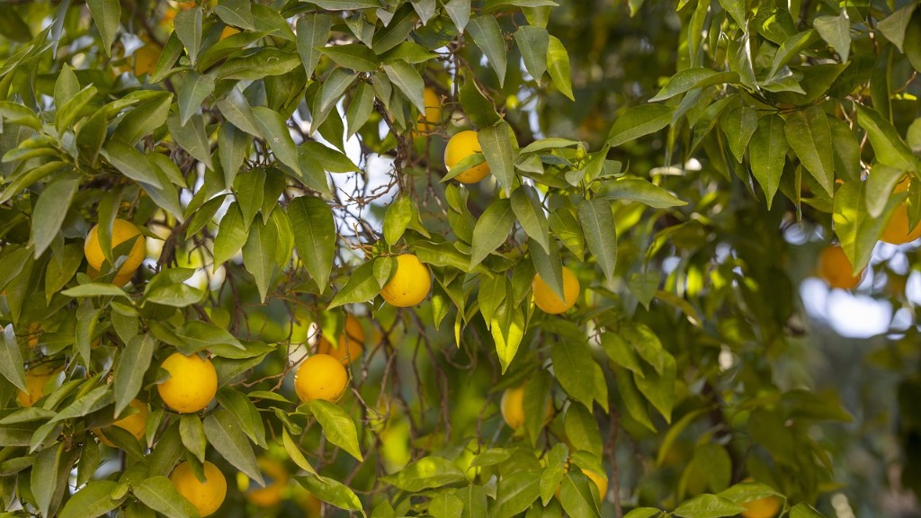 When To Prune Potted Lemon Tree