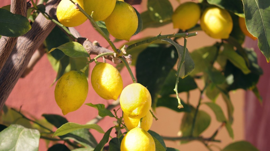 When does lemon tree produce fruit?