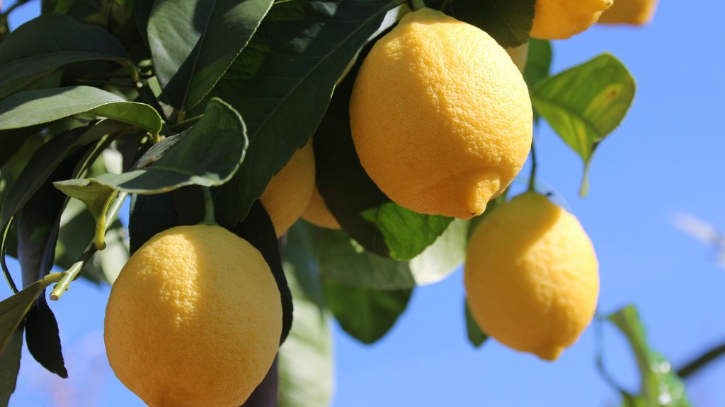 When Should A Meyer Lemon Tree Be Pruned
