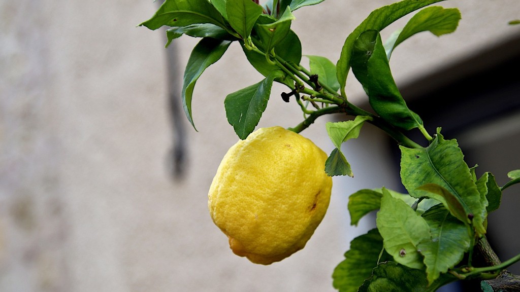 How big does lemon tree get?