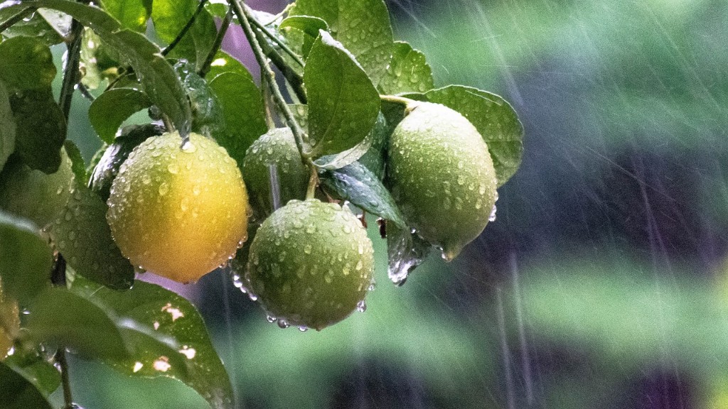 How Much Water For Meyer Lemon Tree