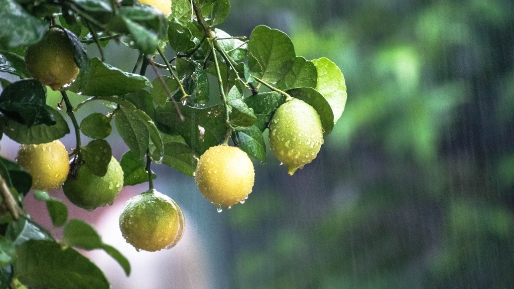 How To Grow A Lemon Tree In A Container