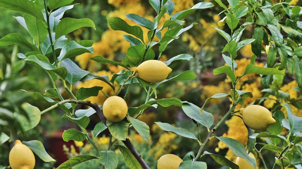 Where to plant a lemon tree?