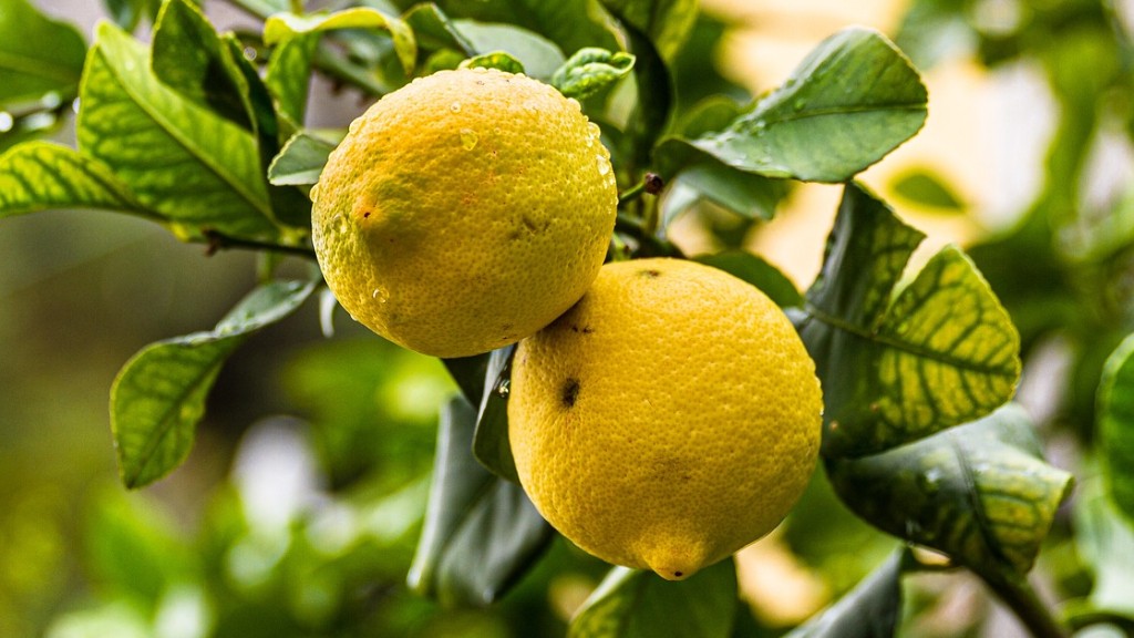 How To Prune Lemon Tree In Container