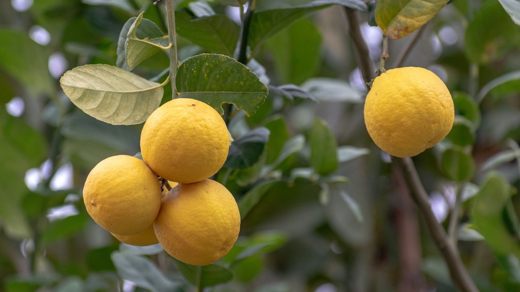 How Big Will A Lemon Tree Grow