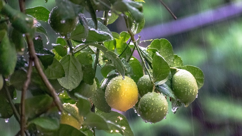 How Hard Is It To Grow A Lemon Tree