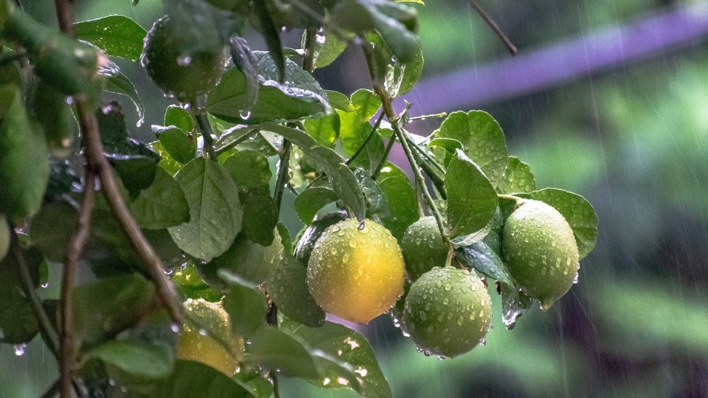 How To Plant A Lemon Tree In A Cup