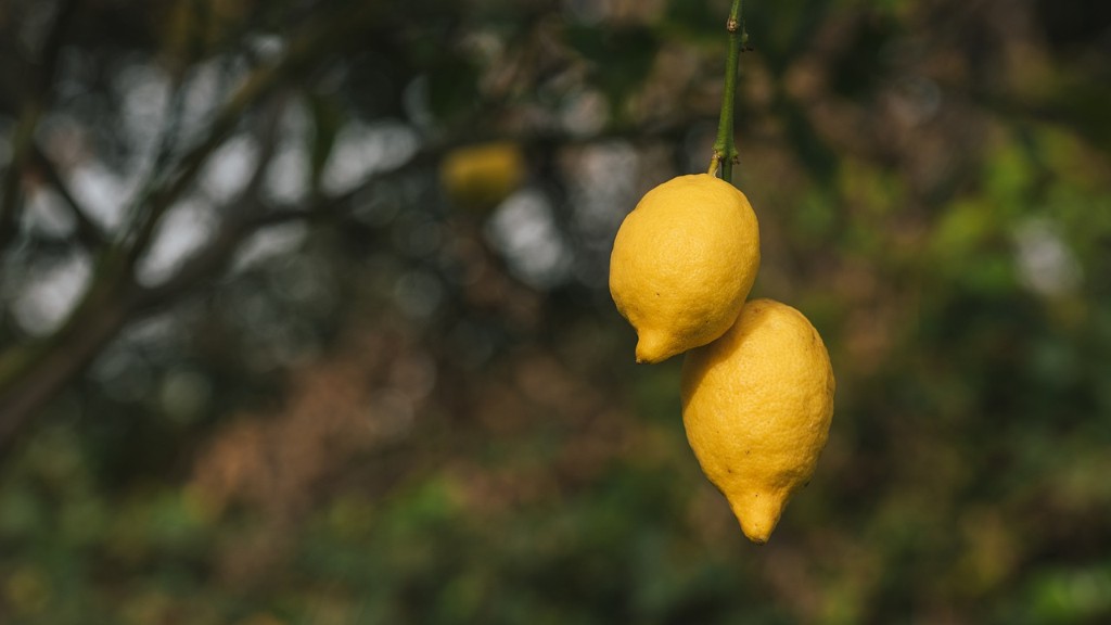 How To Get A Lemon Tree To Produce Lemons