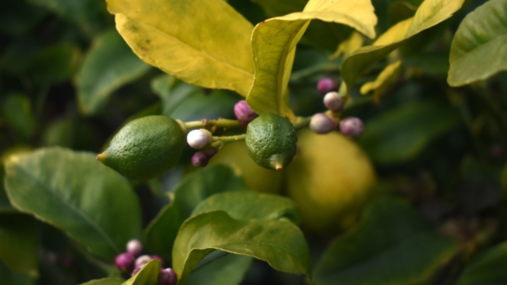 How To Make Lemon Tree Grow Faster