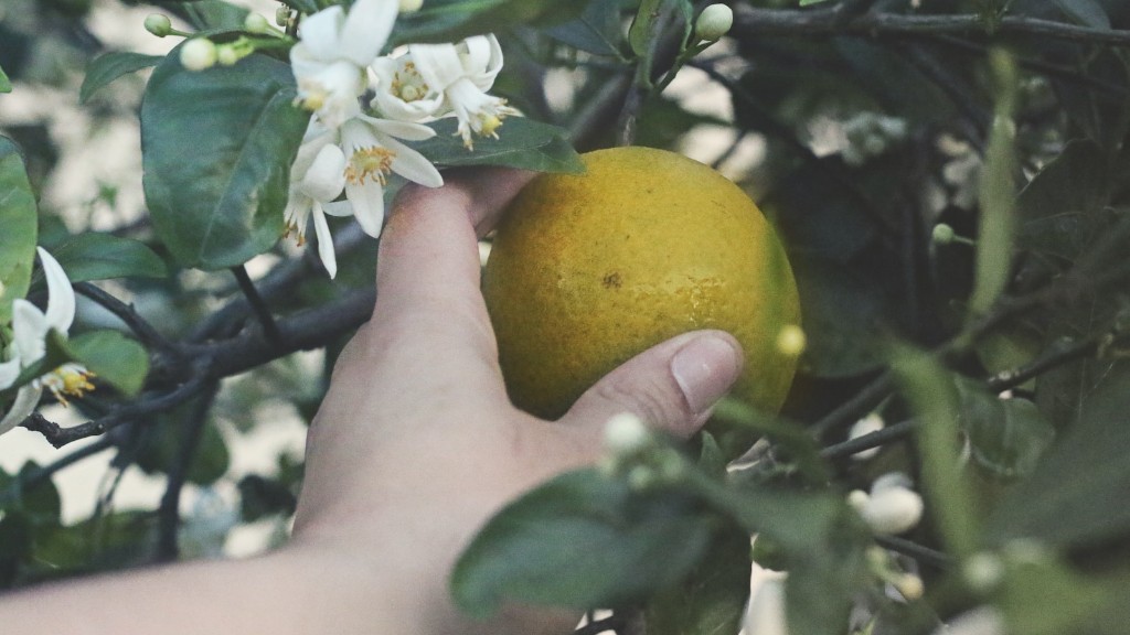 How and when to prune a lemon tree?