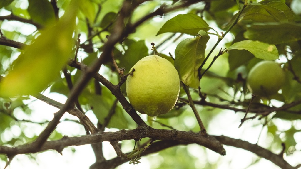 How Long For Lemon Tree To Fruit