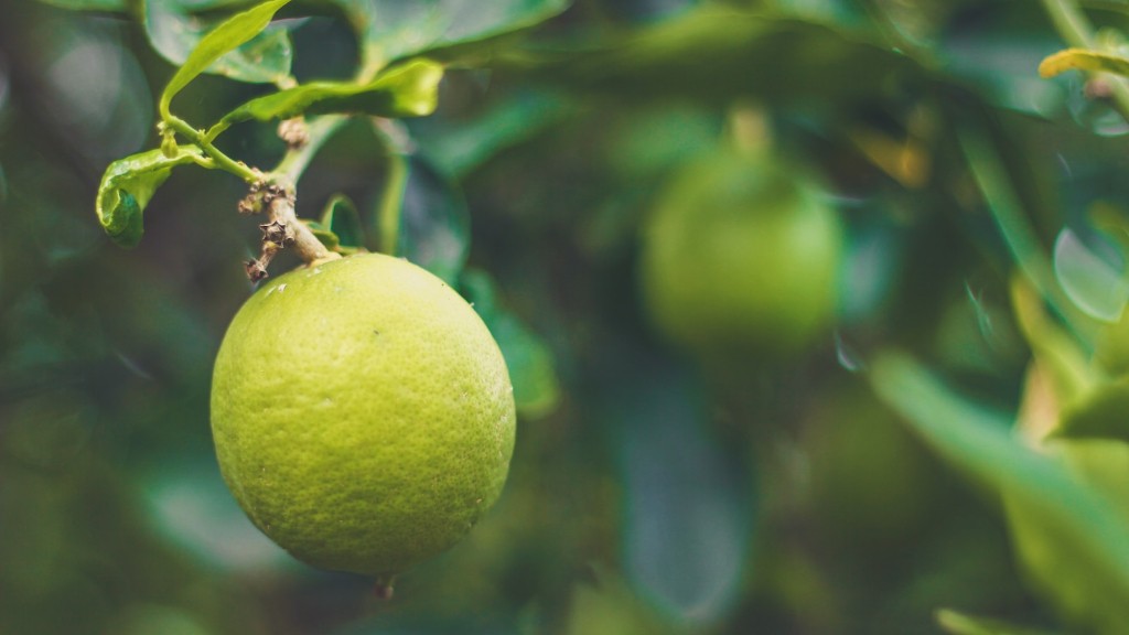 How Do You Revive A Lemon Tree