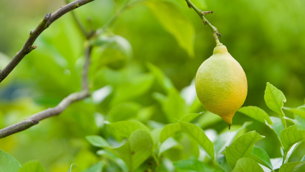 Will A Lemon Tree Grow In Texas