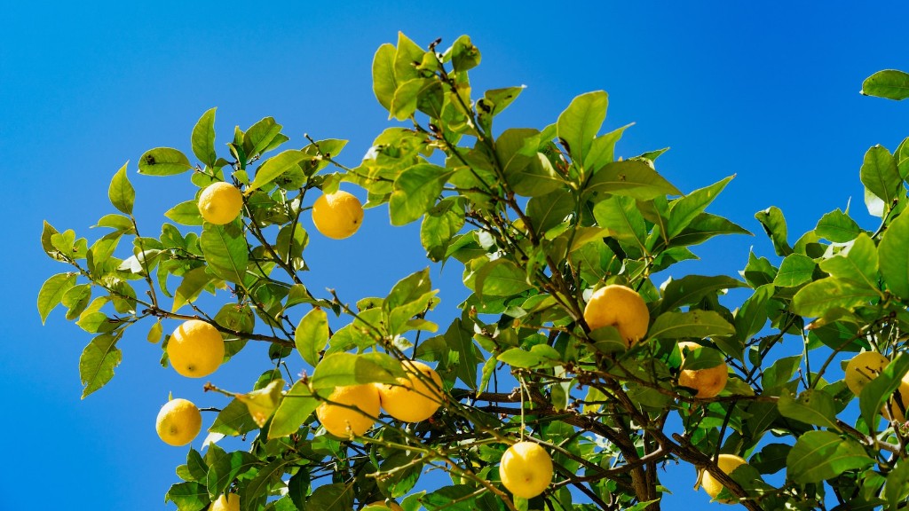 Can a lemon tree stay in a pot?