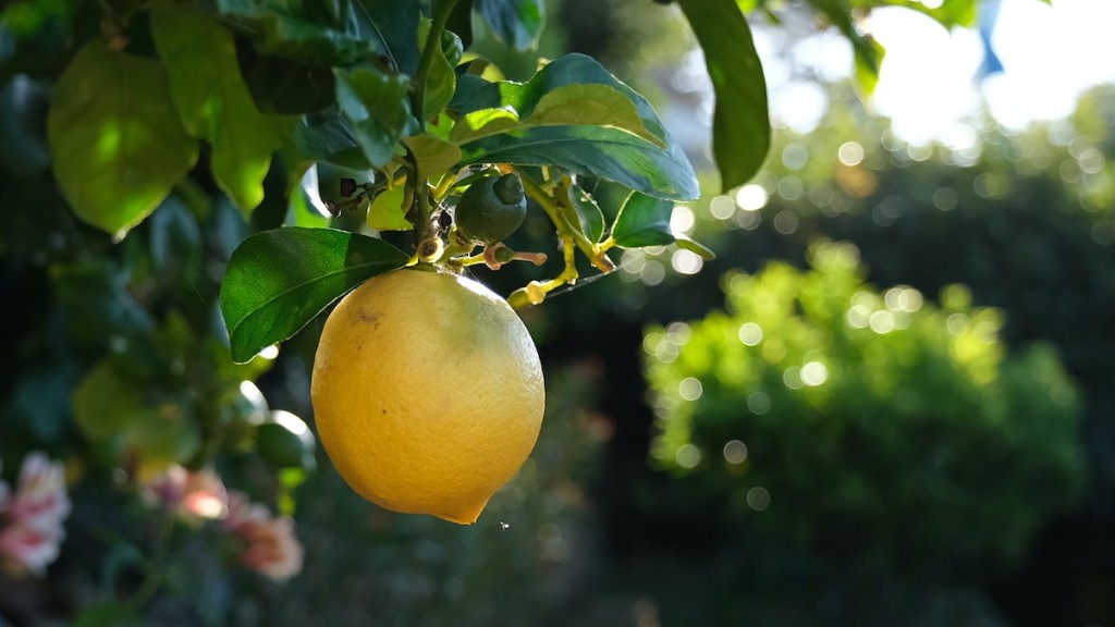 How Do You Grow A Lemon Tree From A Pip