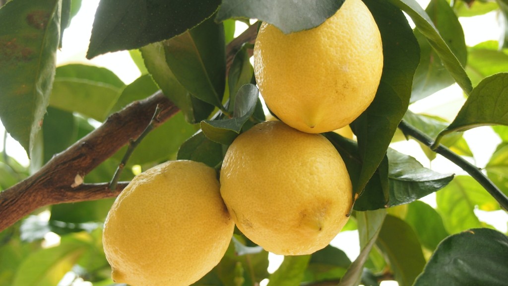 How often do you water a lemon tree?