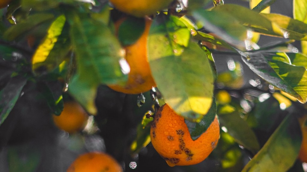 How Long Before A Lemon Tree Produces Fruit
