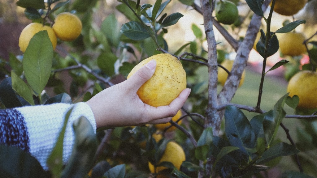 Can You Plant A Lemon Tree With Lemon Seeds