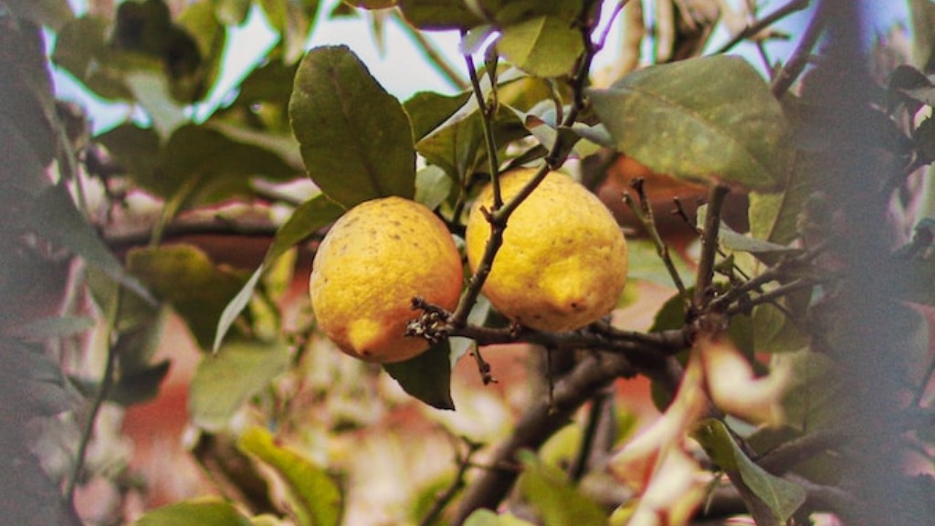 Can You Transplant A Lemon Tree