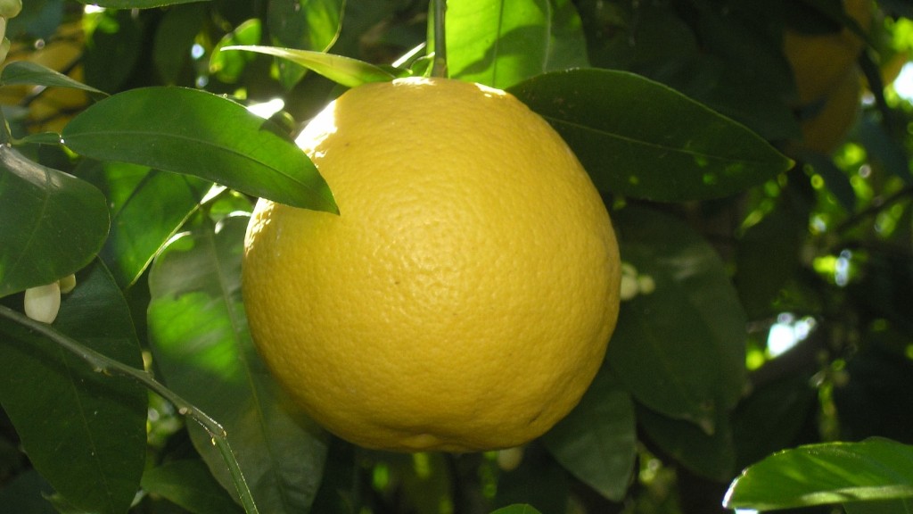 How Big Is A 15 Gallon Lemon Tree