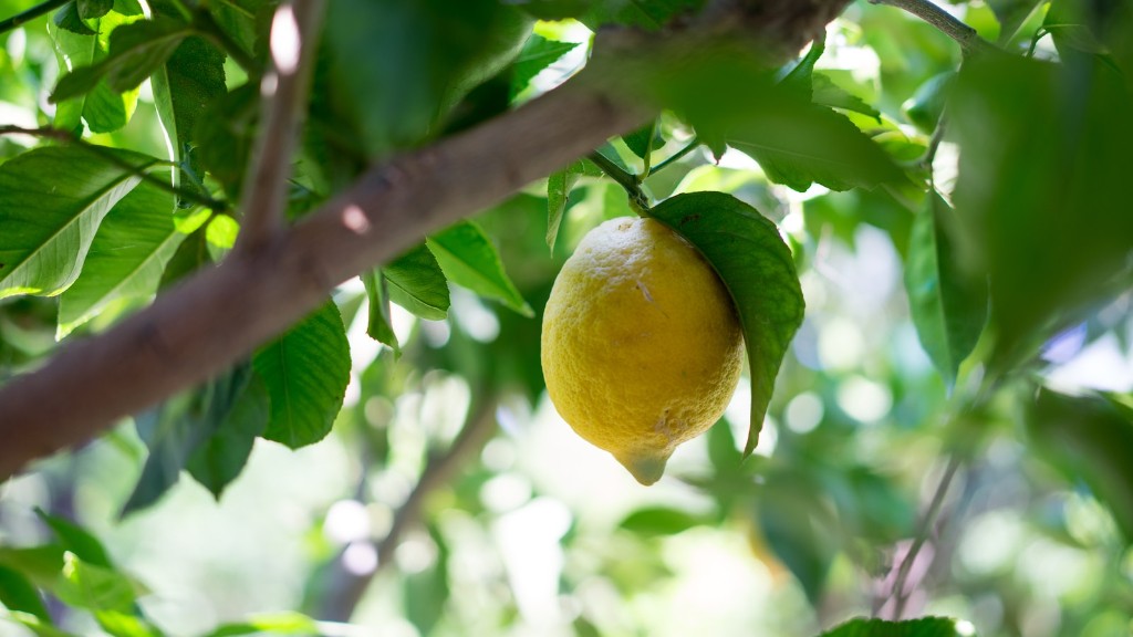 Can a lemon tree grow in nc?