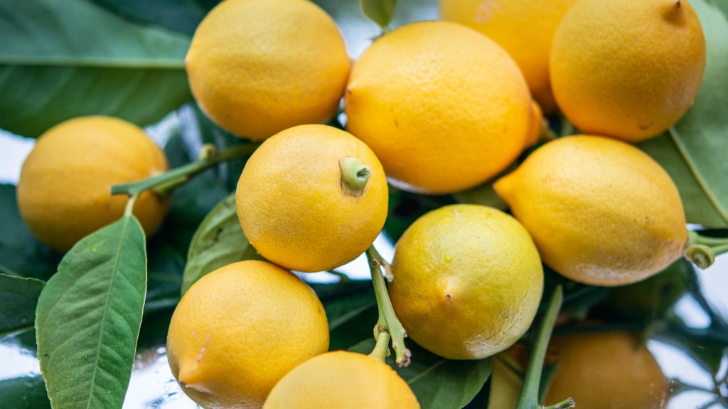 How Often Should You Feed A Lemon Tree