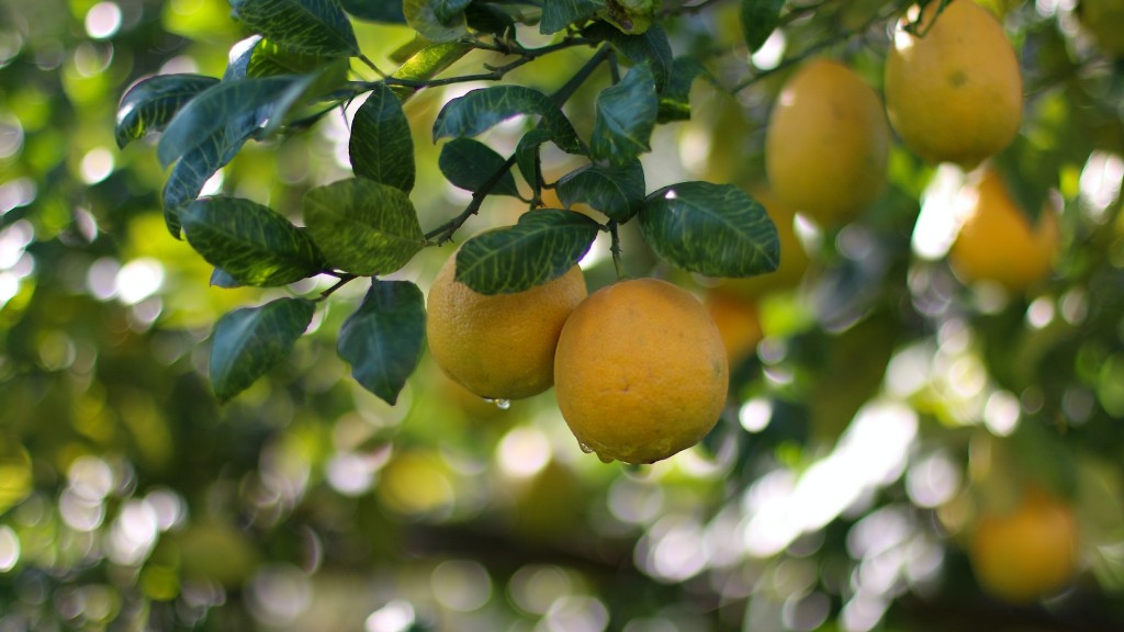 What is the lowest temperature lemon tree can handle?