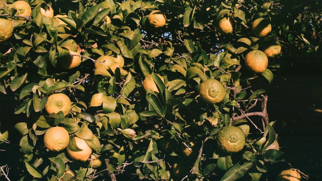 When to fertilize lemon tree?
