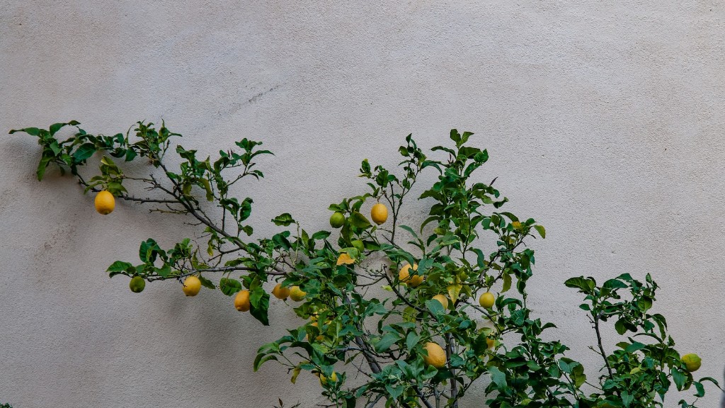 Can You Keep Lemon Tree In Pot