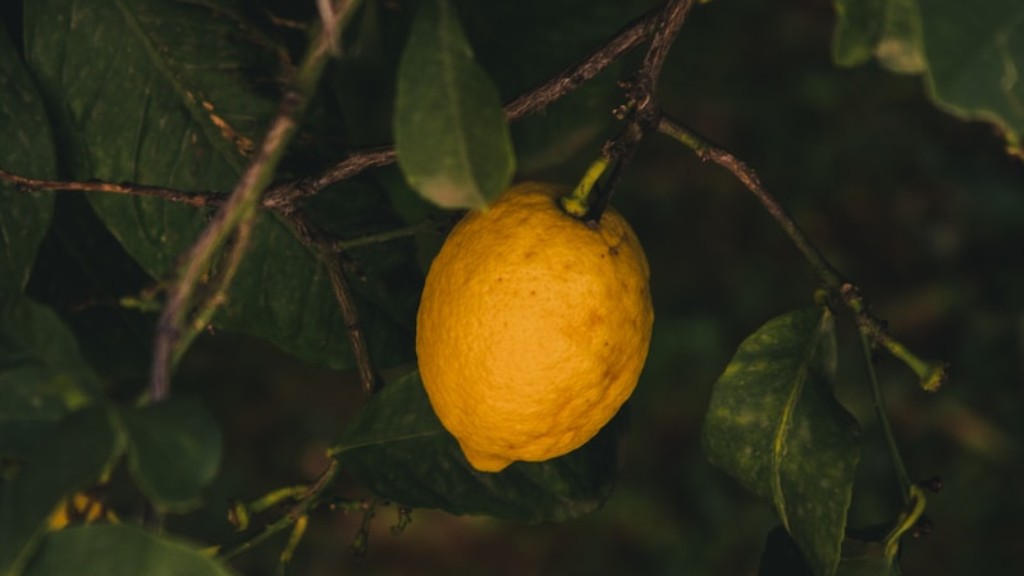 How To Repot Meyer Lemon Tree