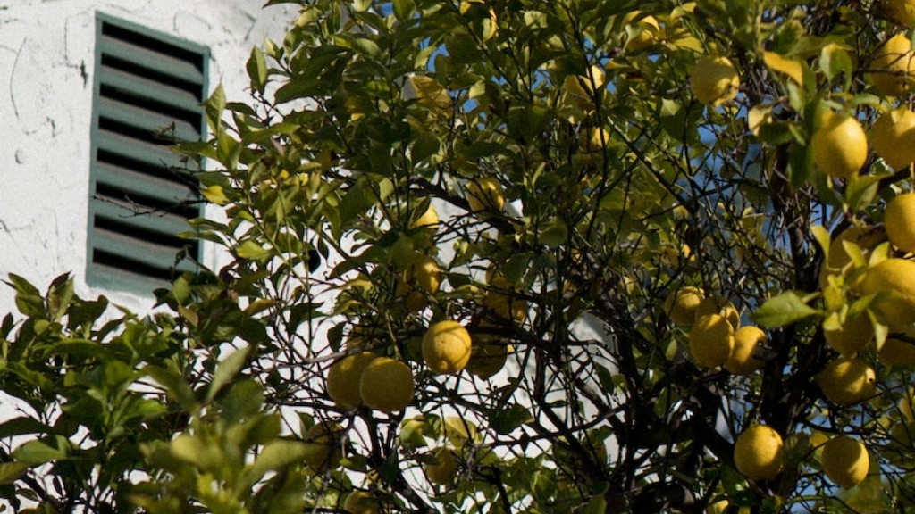 How To Get Fruit From Lemon Tree