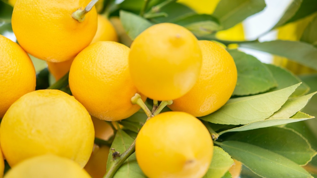 How To Pot Meyer Lemon Tree