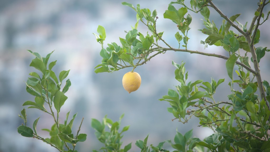 What Soil To Use For Meyer Lemon Tree