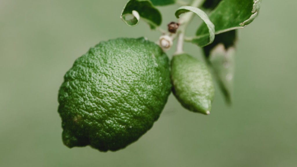 When does lemon tree produce fruit?
