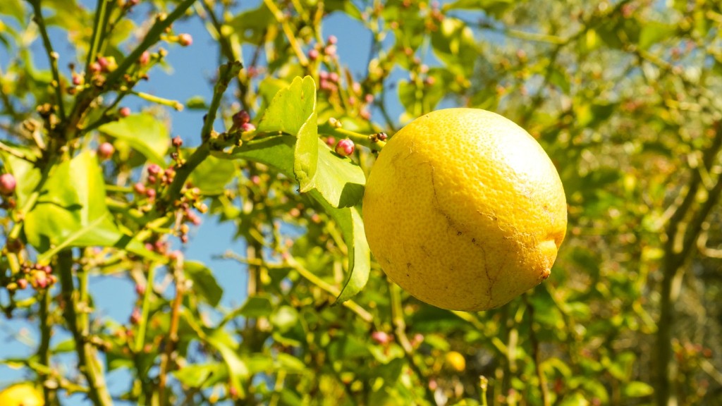 Where does lemon tree grow?