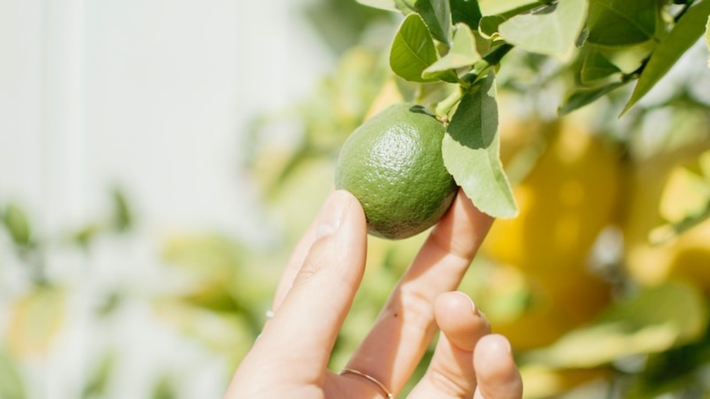 How Often Do You Water A Meyer Lemon Tree