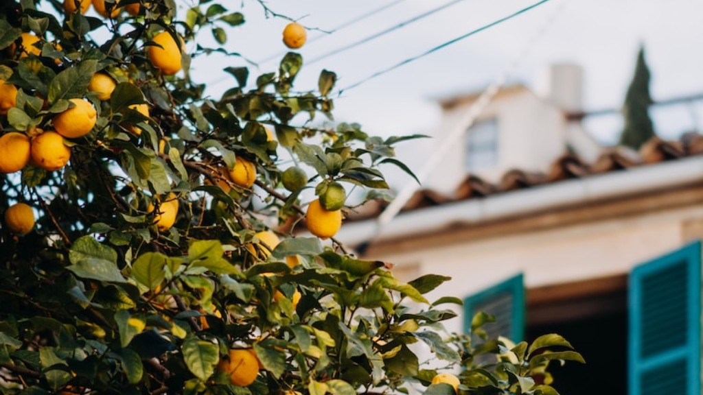 When Should You Pick Lemons Off The Tree